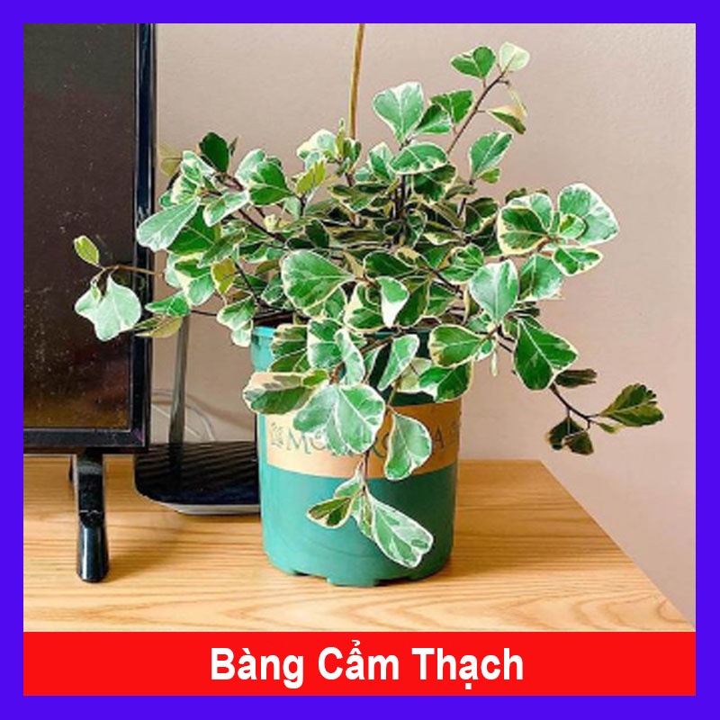 Cây bàng cẩm thạch - cây cảnh để bàn - cây cảnh mini - HKPQ