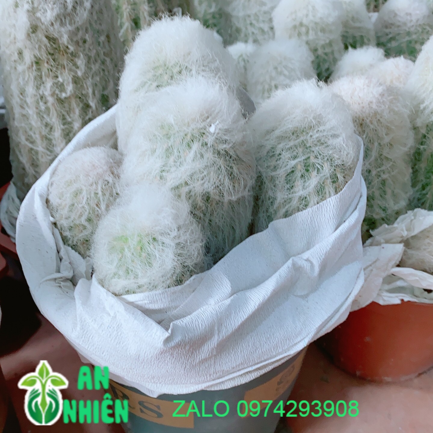 Xương Rồng Bụi Lớn