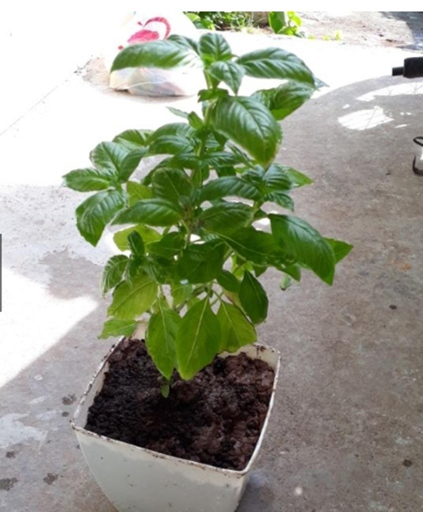 Combo 1 gói Hạt giống basil tím, 1 gói kích nảy mầm, 1 gói phân bón nảy chồi ra lá