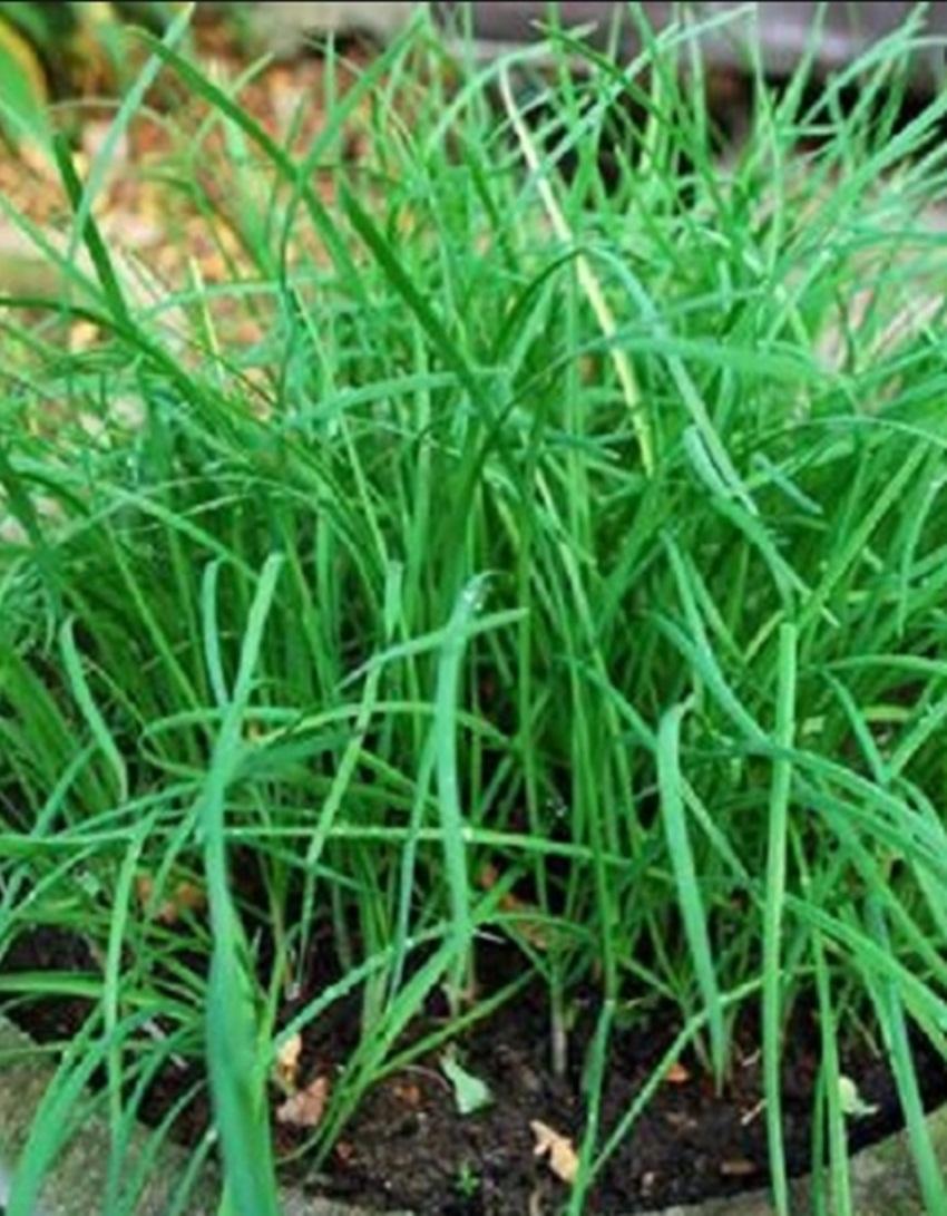 Hạt giống lá hẹ ta - Gói lớn nhiều hạt, Tặng gói kích nảy mầm