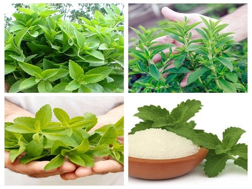Hạt giống cỏ ngọt 5 Hạt