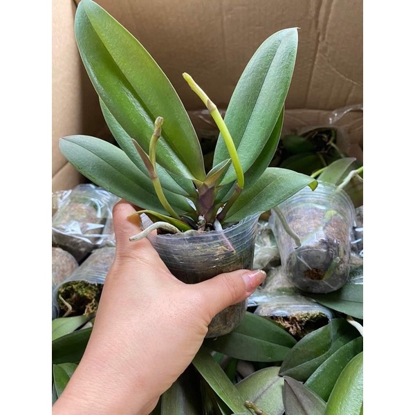 [GIÁ SỐC ] LAN HỒ ĐIỆP 2 NGỒNG hoa đại