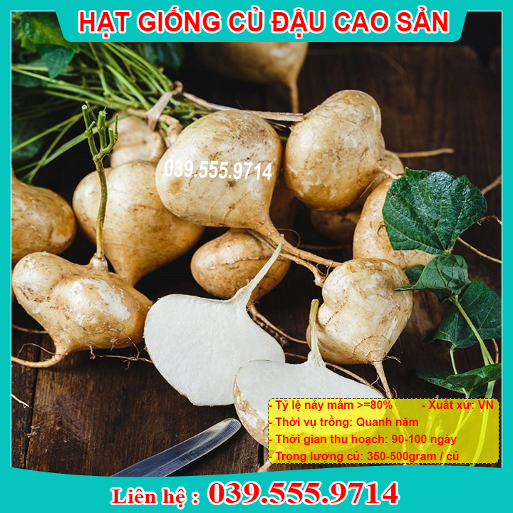 Hạt giống củ đậu gói 300gram - hạt giống tỷ lệ nảy mầm cao
