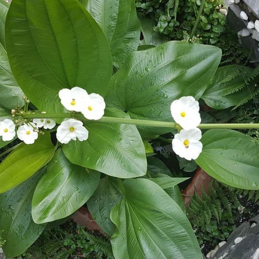 Bách thuỷ tiên  mang đến may mắn thịnh vượng (cây trưởng thành)
