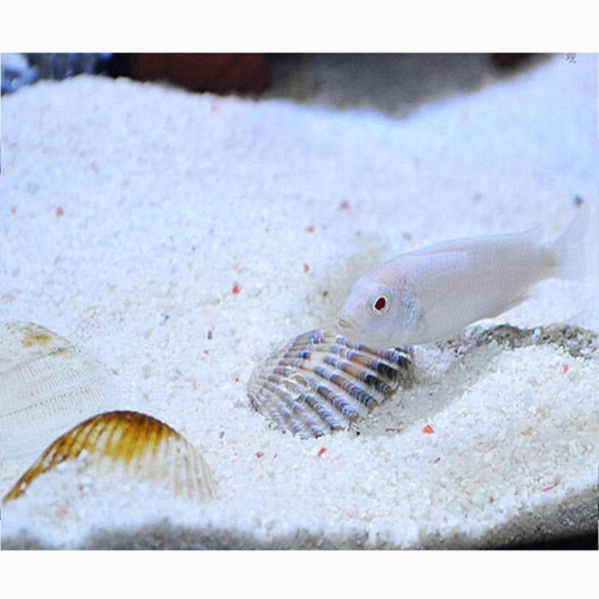 1200gr PREMIUM NATURAL SILICA SAND GRAVEL WHITE AQUARIUM FISH TANK