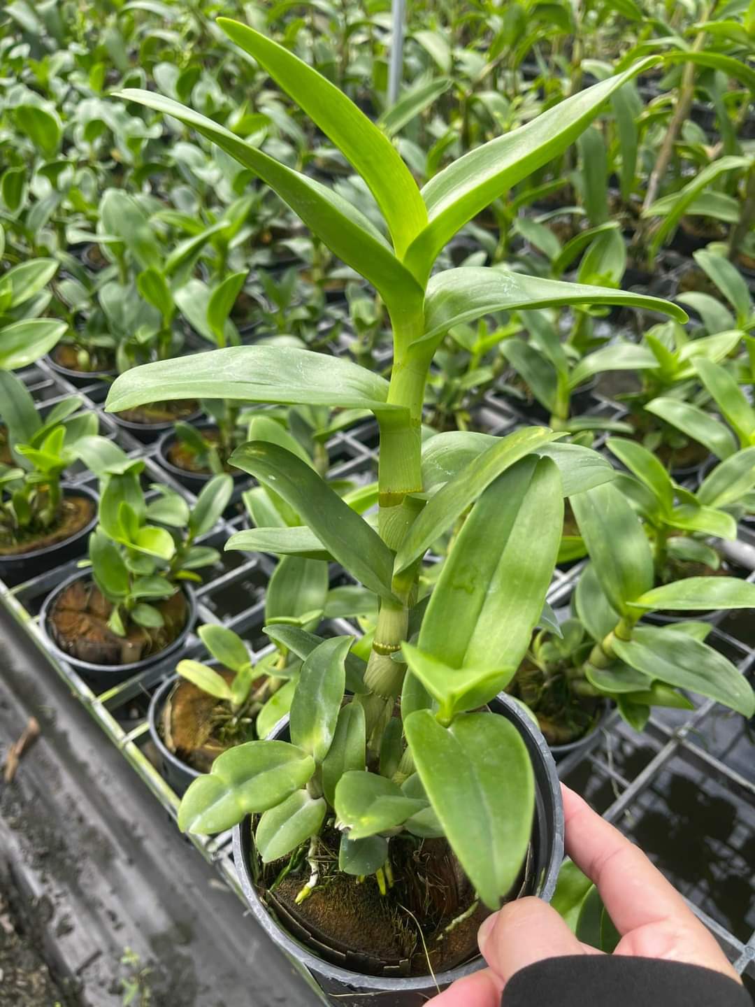 DENRO PHƯỢNG HOÀNG HỒNG