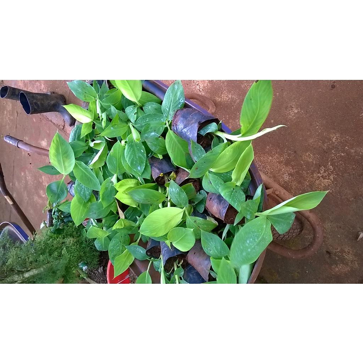 CÂY GIỐNG CHUỐI HỘT RỪNG CẤY MÔ .