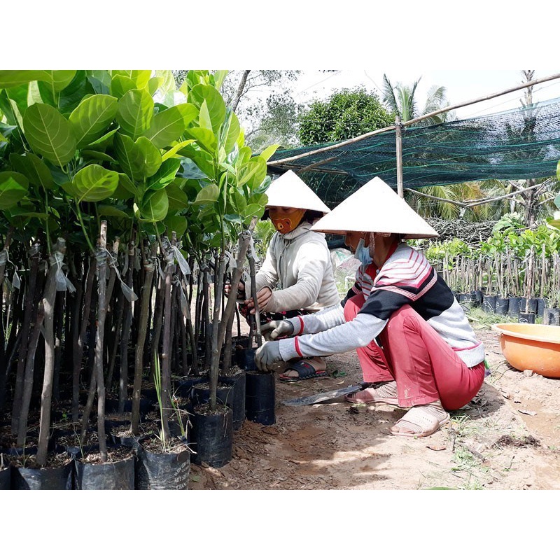 CÂY GIỐNG MÍT MẬT ( cây ghép siêu sớm)