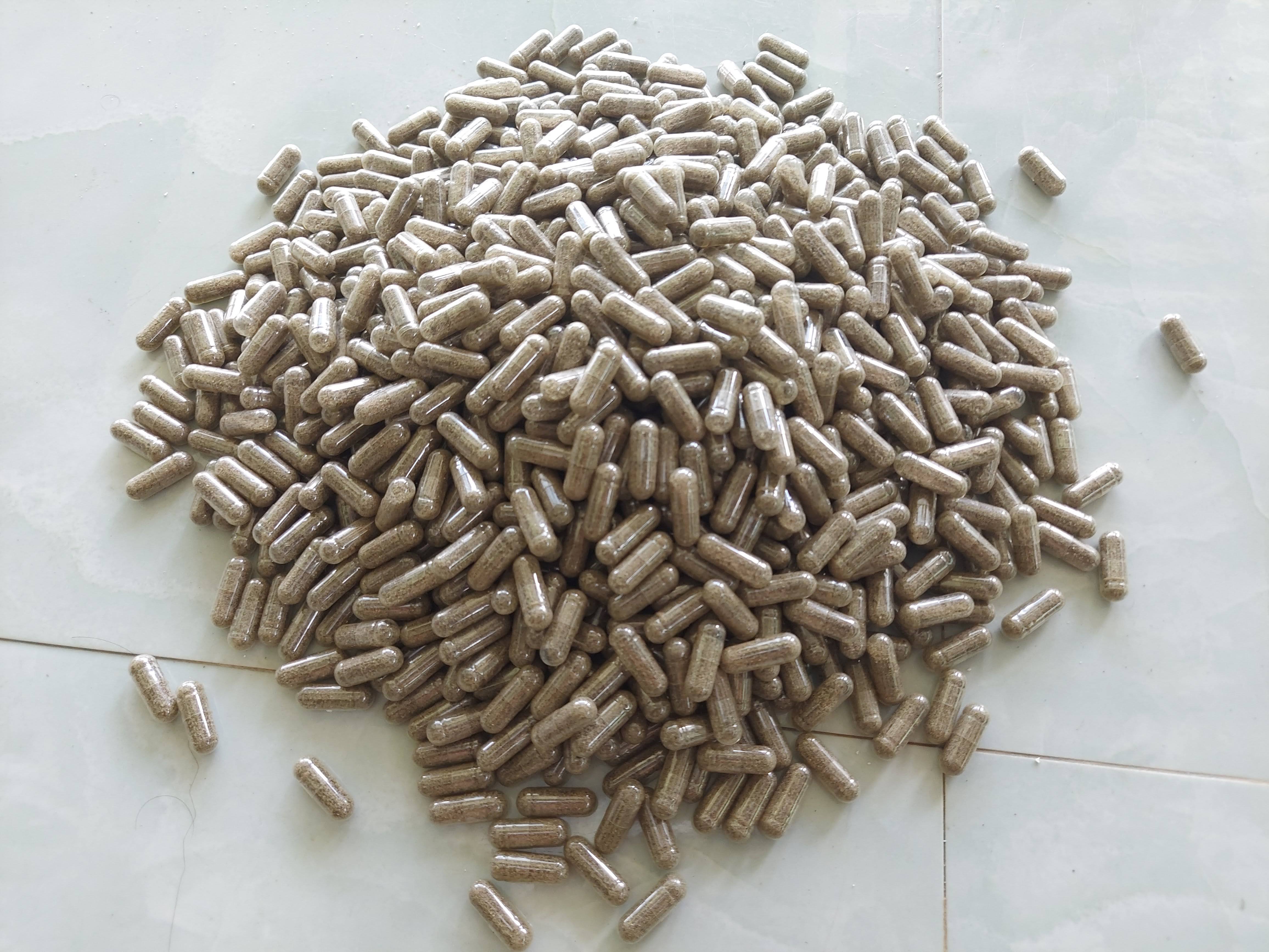 Artemia nước ngọt combo 10 viên