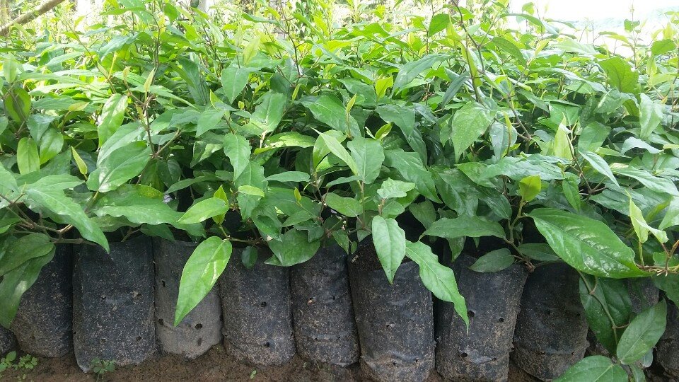 Cây Giống Tiêu Lốt - Cây Ăn Quả - Tiêu lốt cũng giống như tiêu tròn, là gia vị trong nhiều vùng văn hóa ẩm thực khác nhau.