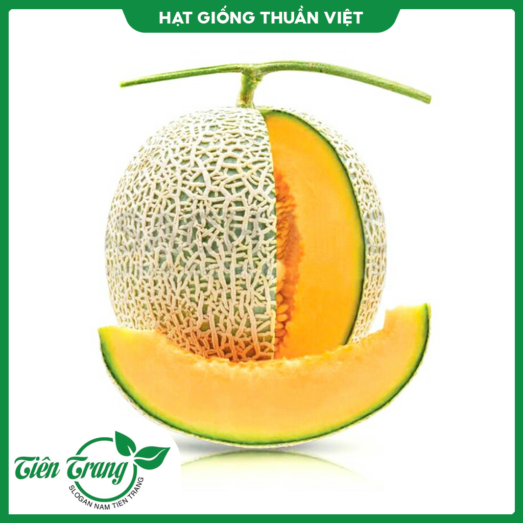 Hạt giống Dưa Lưới MV - 92