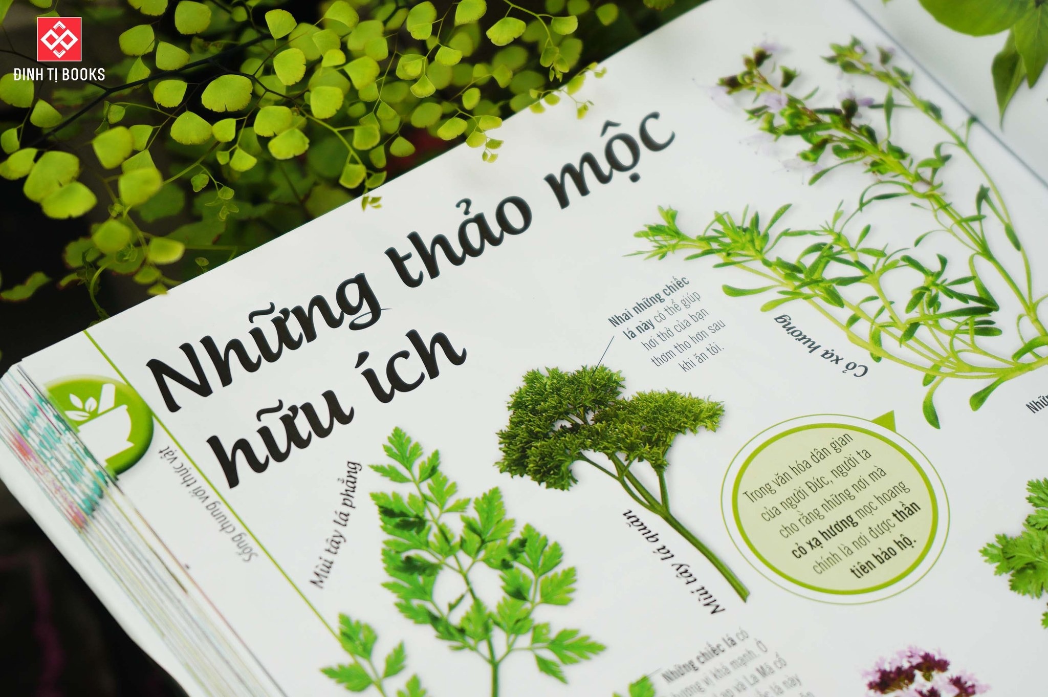 Cây, Lá, Hoa và Hạt