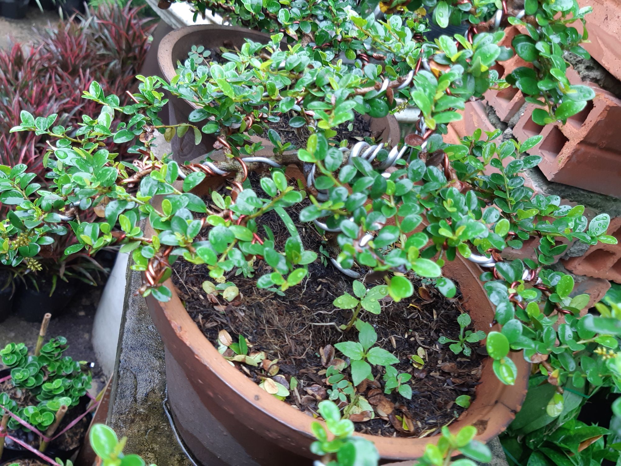 cây sam trái (sam núi) bonsai già