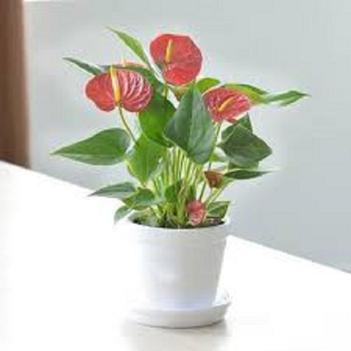 chậu cây hồng môn để bàn