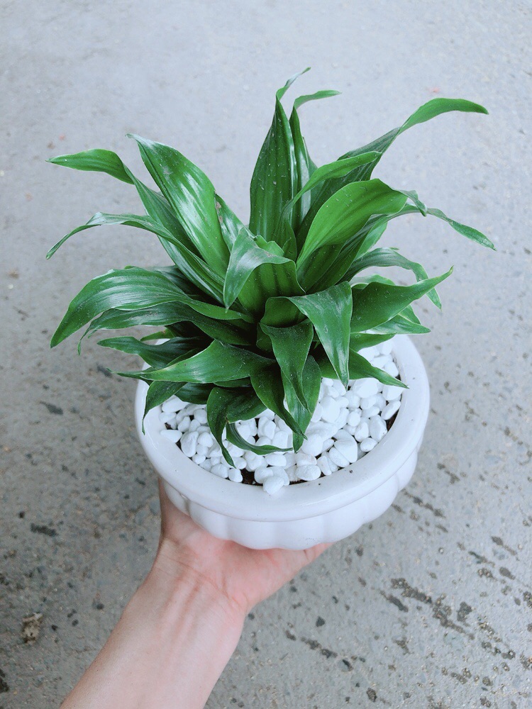 [HCM]Chậu Cây Phát Tài