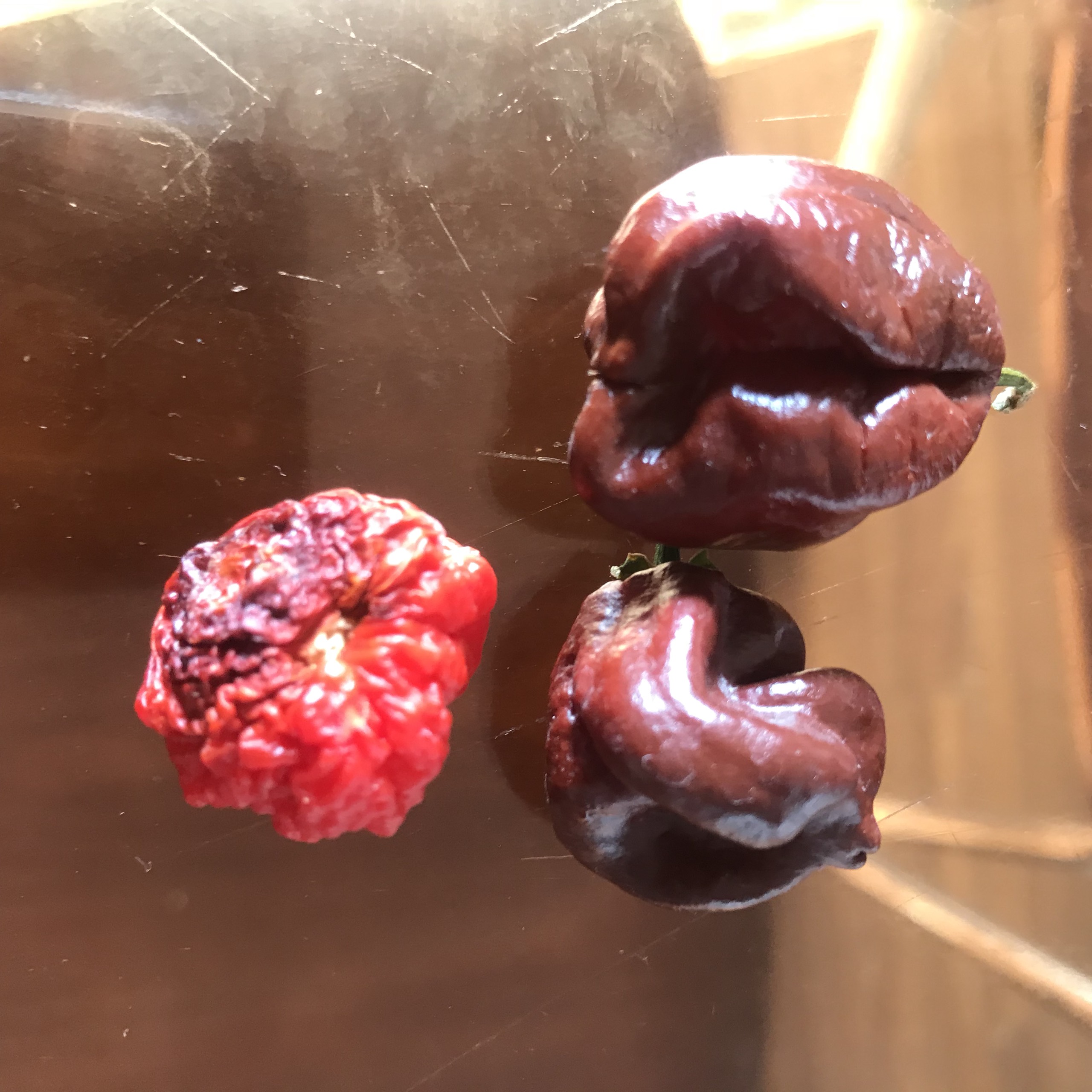 Hạt ớt Giống Habanero choco (5 hạt)
