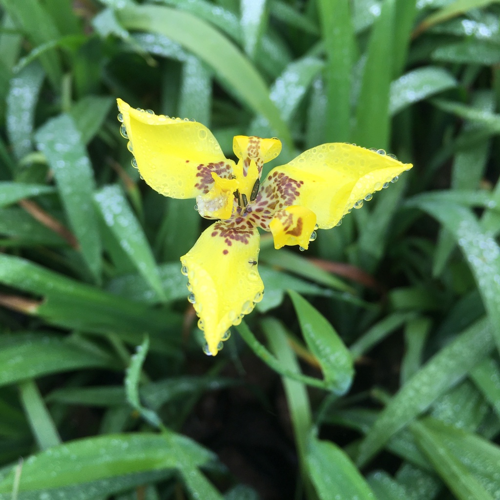 Cây Diên Vĩ (Hoa Iris) Trồng Sẵn Bầu Đen Ổn Định (Cây Như Hình)
