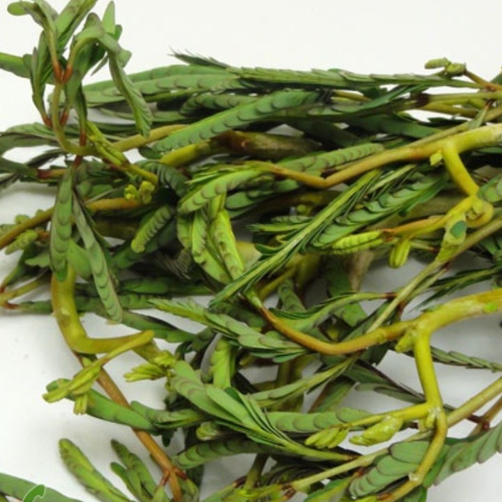 Hạt giống Rau nhút gói 1gr