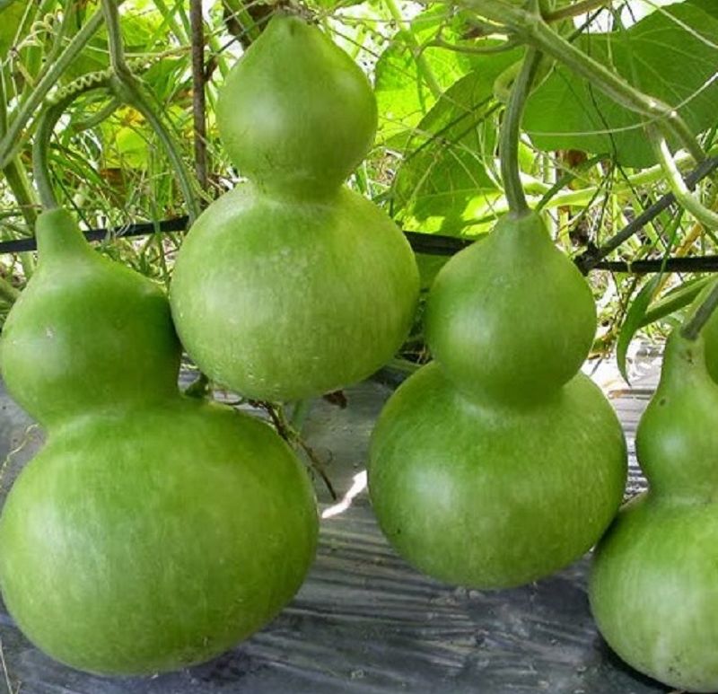[HCM]Hạt giống bầu hồ lô