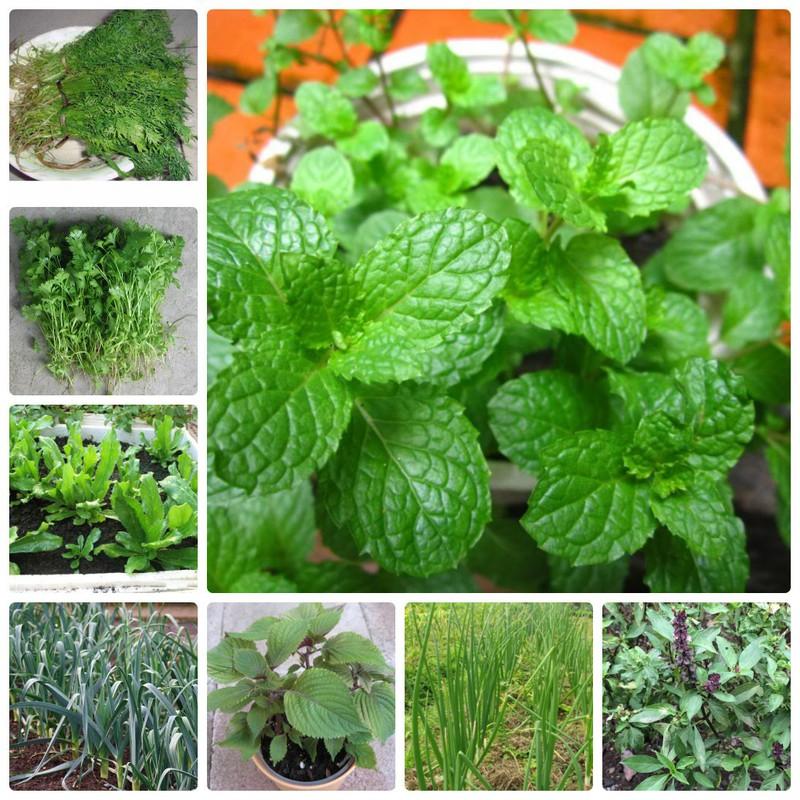 COMBO 12 loại hạt giống rau gia vị ngắn ngày