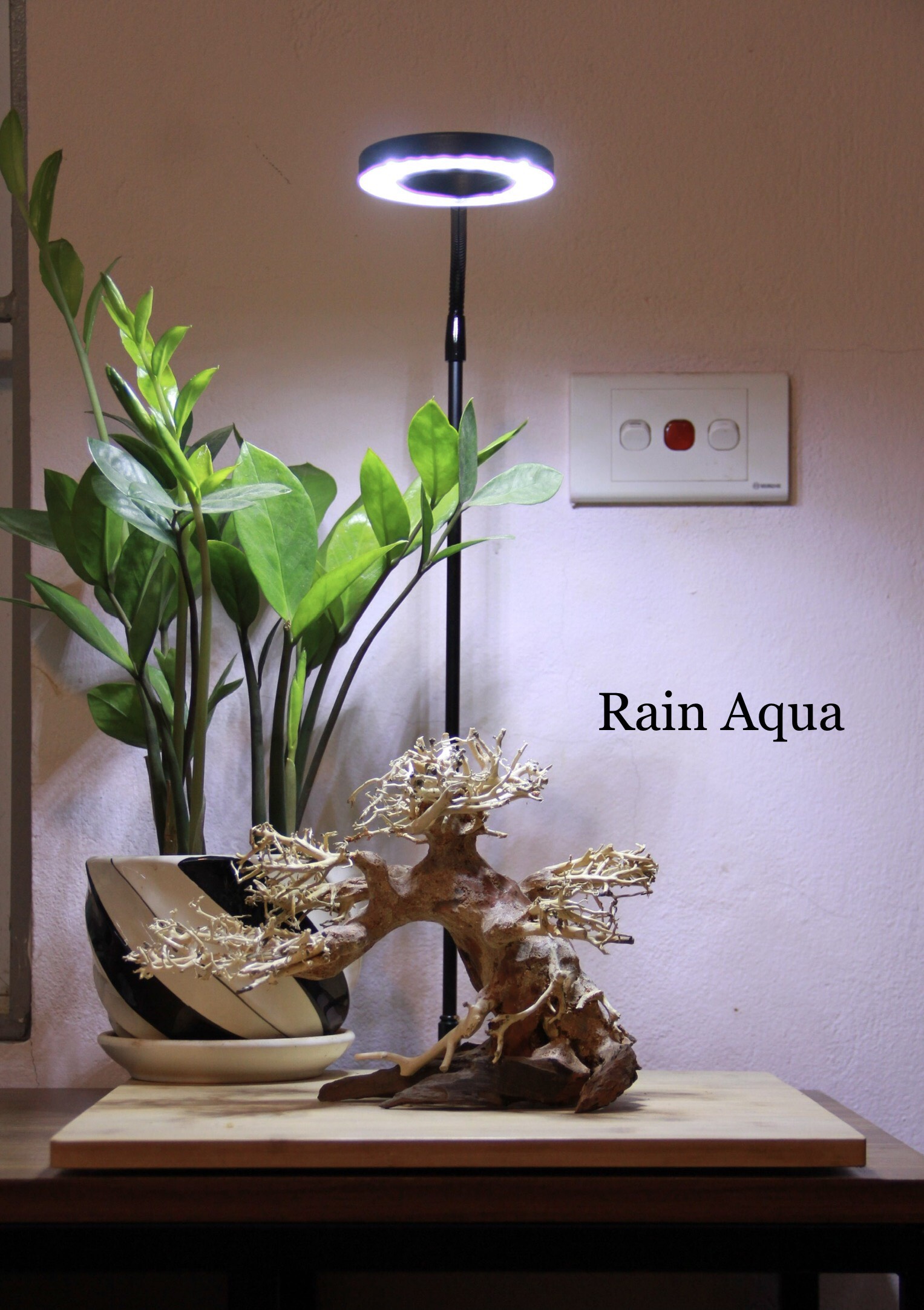 Đèn led rọi đế gỗ cho bể cá thủy sinh, bán cạn terarium