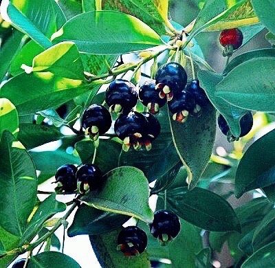 Cây cherry brazil nhiệt đới cao 40 cm (ảnh thật) ra trái sau 1 năm