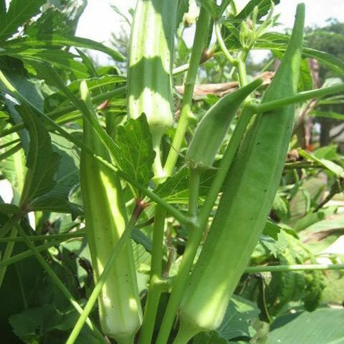 Hạt giống đậu bắp xanh cao sản dễ trồng kháng bệnh tốt gói 50 hạt nhà cửa và đời sống cửa hàng hạt giống uy tín