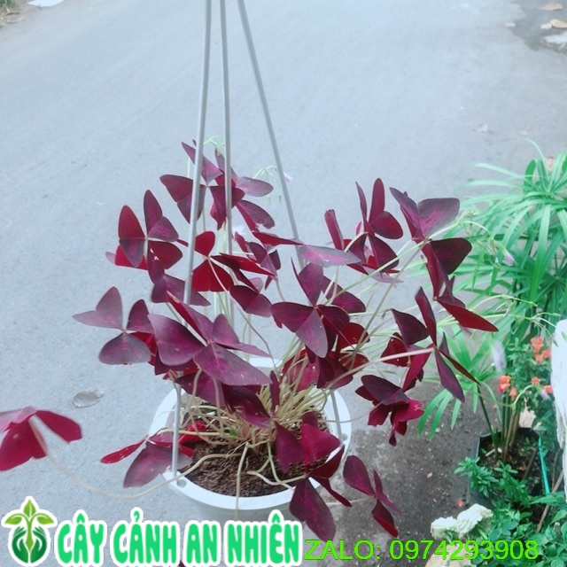 Chậu Bướm Đêm
