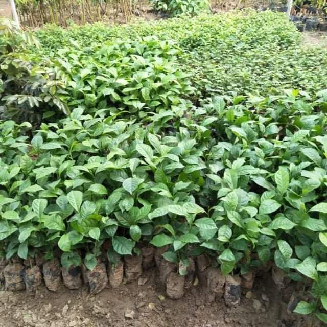 COM BO 2 CÂY GIỐNG TRÀ XANH UỐNG NƯỚC
