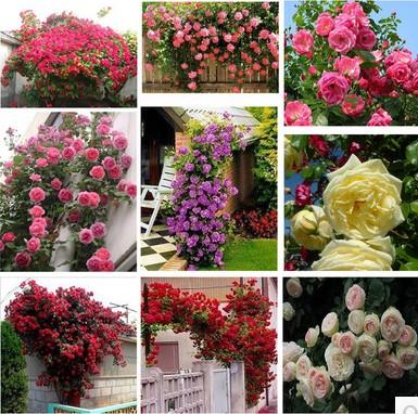 Gói 10 Hạt Giống Hoa Hồng Leo Nhiều Màu - Nanuseeds - Thế giới rau mầm shop