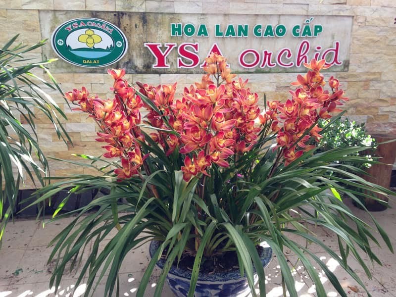 COMBO 3 củ giống địa lan santo hoa Cam ( 3 củ )