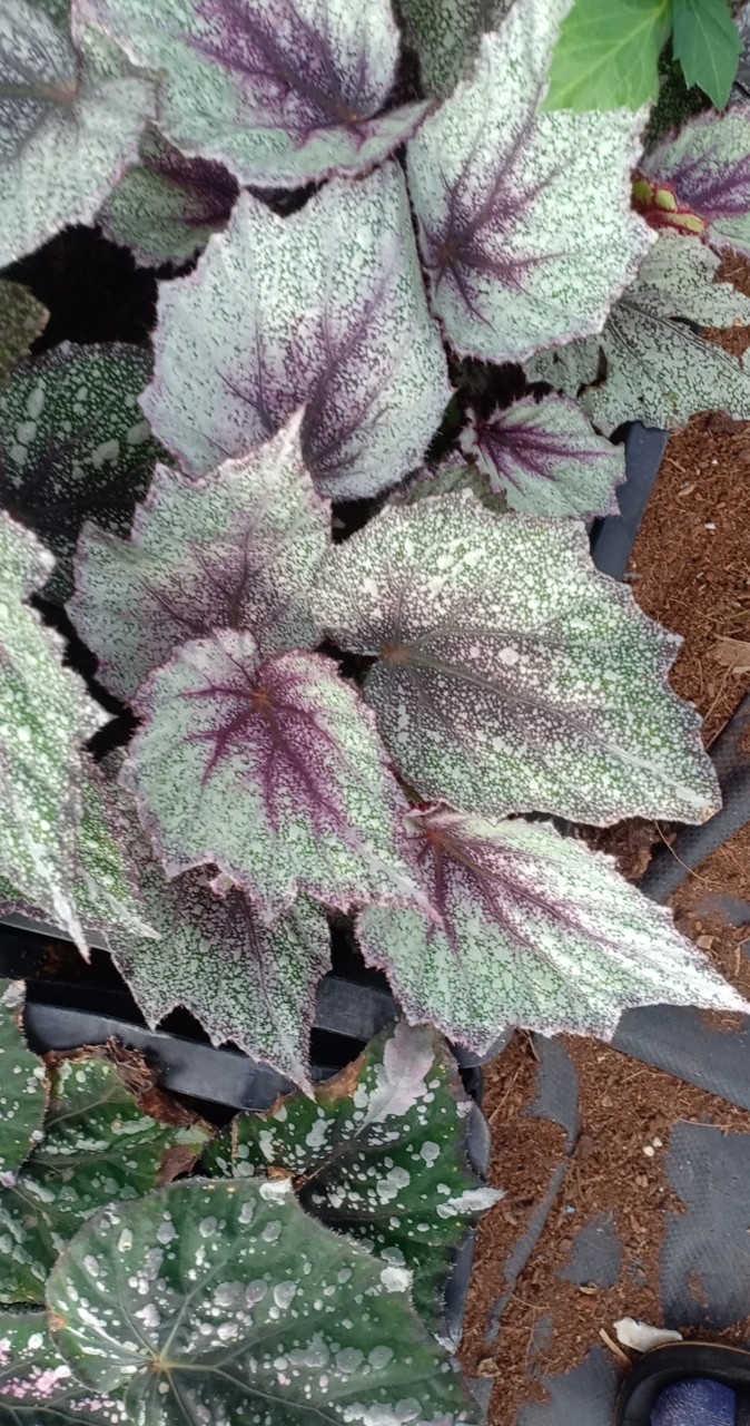 Thu Hải Đường -  Begonia 10 màu sắc