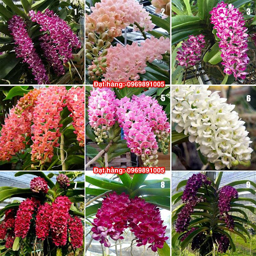 Lan giống Đai Châu Thái (combo 4 cốc 4 màu)
