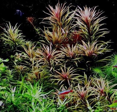 Cây Thủy Sinh Ngỗ Tím 15 nhánh