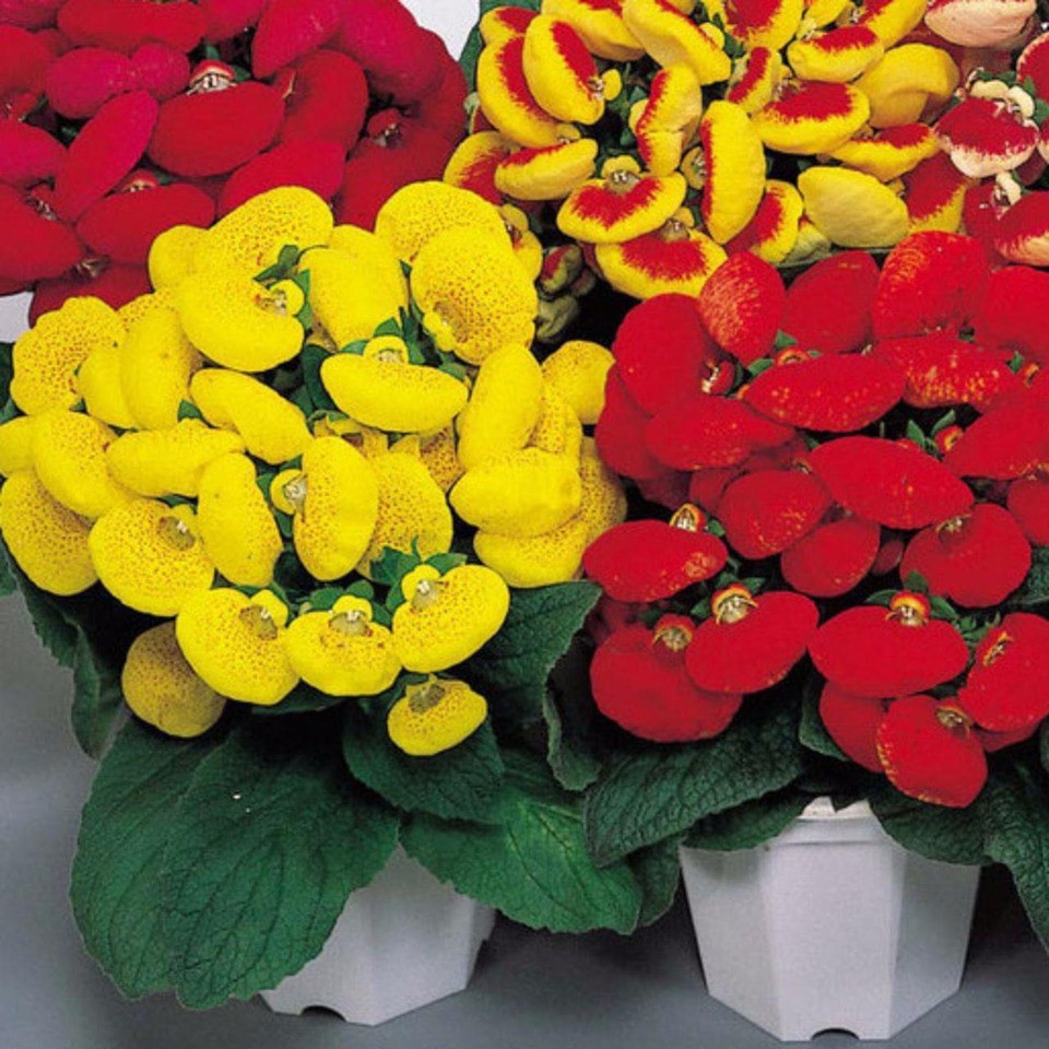 Hạt Giống Hoa Huyền Sâm Mix (20H)