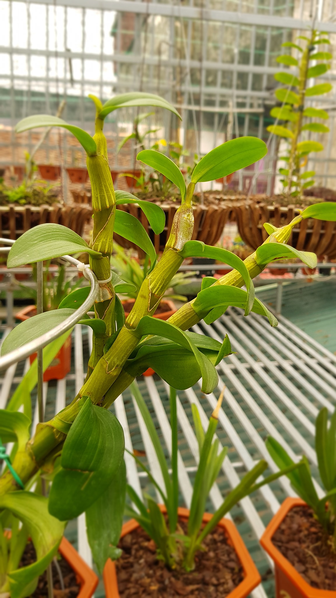 Hoa lan phi điệp Mít phân nhánh Chùa Hương