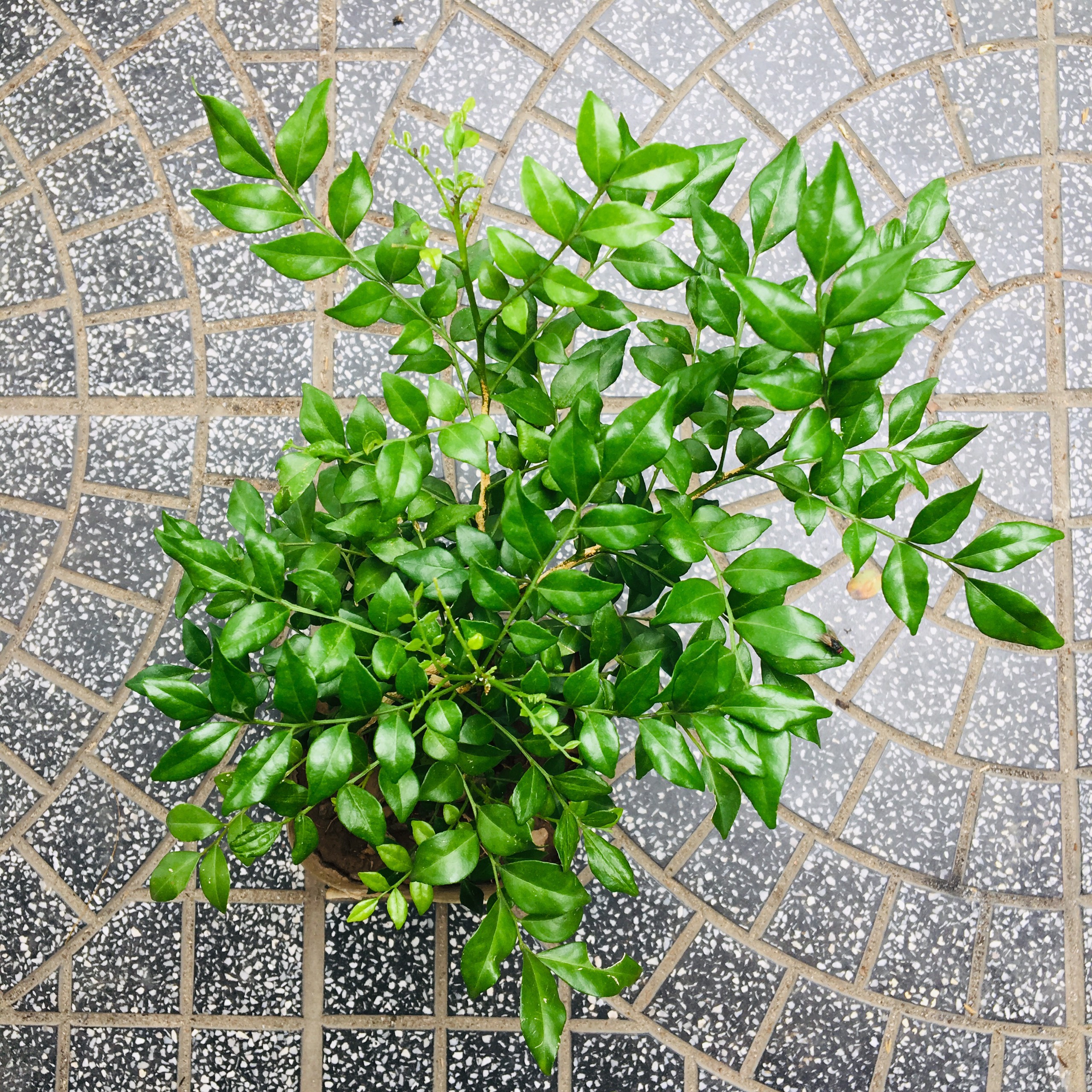 CÂY NGUYỆT QUẾ BONSAI MINI