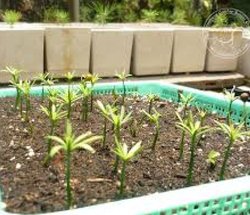 Hạt giống cây tùng la hán CT366 - Gói 10 hạt