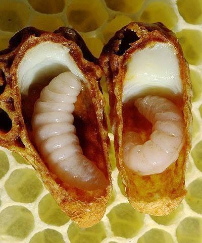 Sữa ong chúa nguyên chất 100gr