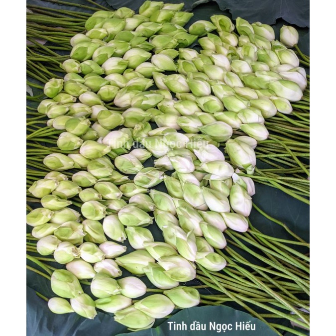 Toner Hoa Sen trắng cổ Huế 100ml