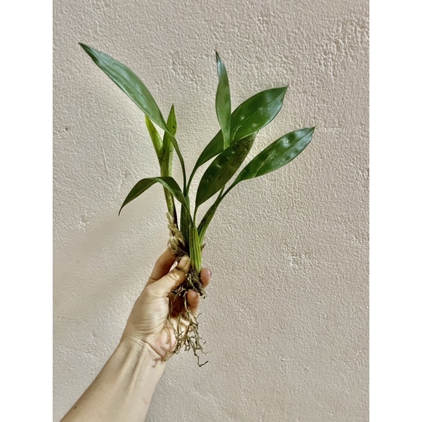 Hoa lan vũ nữ ngàn sao(1khóm 2-4thân y hình cuối)