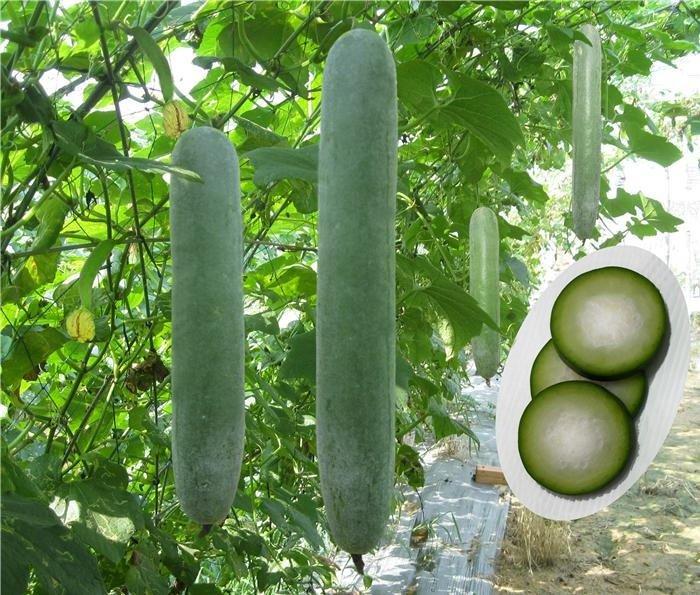 Hạt giống bí đao xanh trái dài (bí sặt)