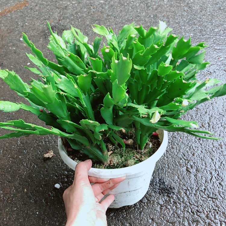 [HCM]Chậu Hoa Quỳnh