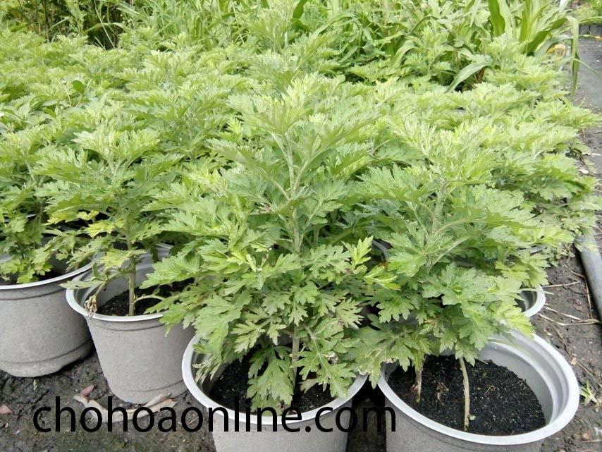 Hạt giống cây ngãi cứu - 1 gói 50 hạt