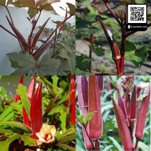 Hạt giống đậu bắp tím - Gói 50 hạt