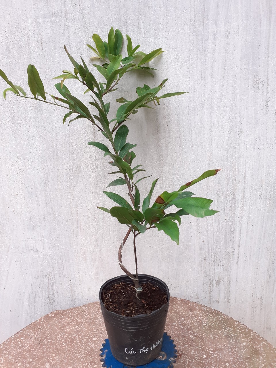 2 Cây Mai Cúc Thọ Hương Mini