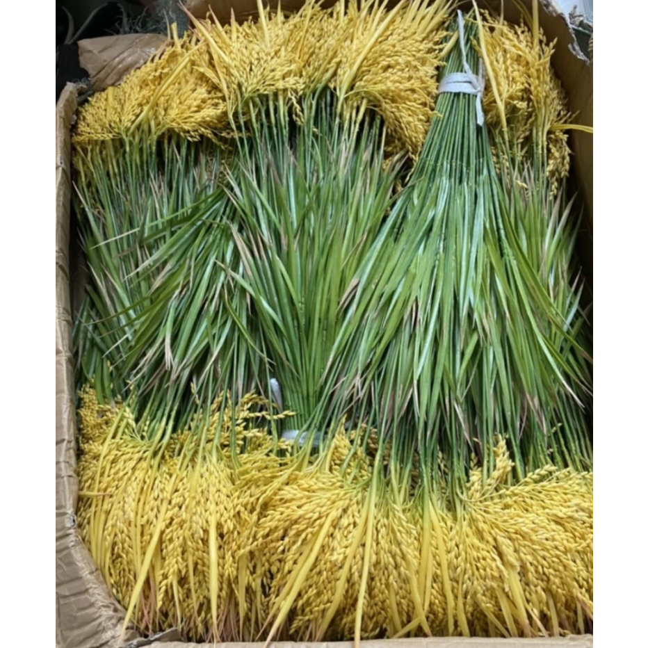 LÚA GIẢ. CÂY LÚA GIẢ 2 MÀU XANH ,VÀNG ( CAO 70CM)