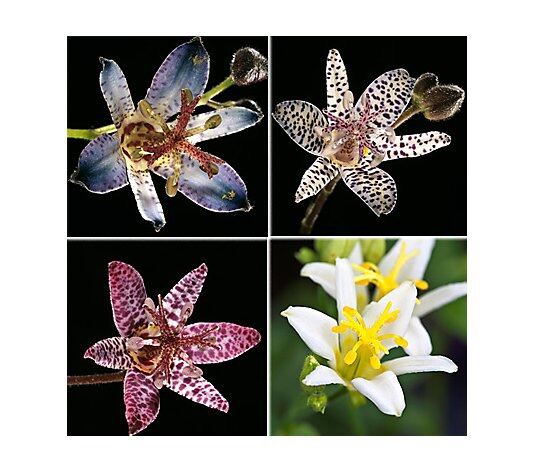 Hoa địa lan luxia (1 củ)