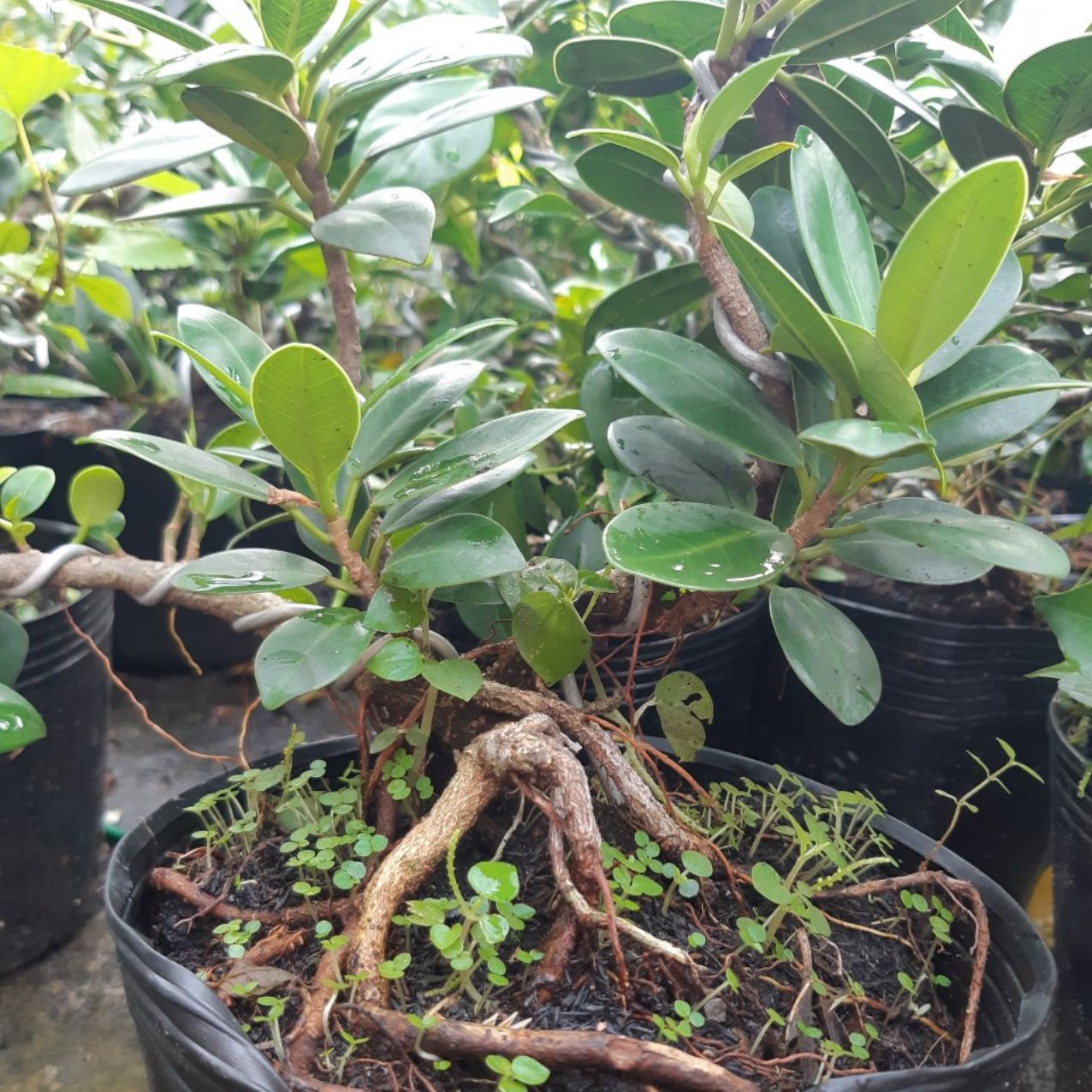 cây da nhật RỄ XOẮN ĐẸP