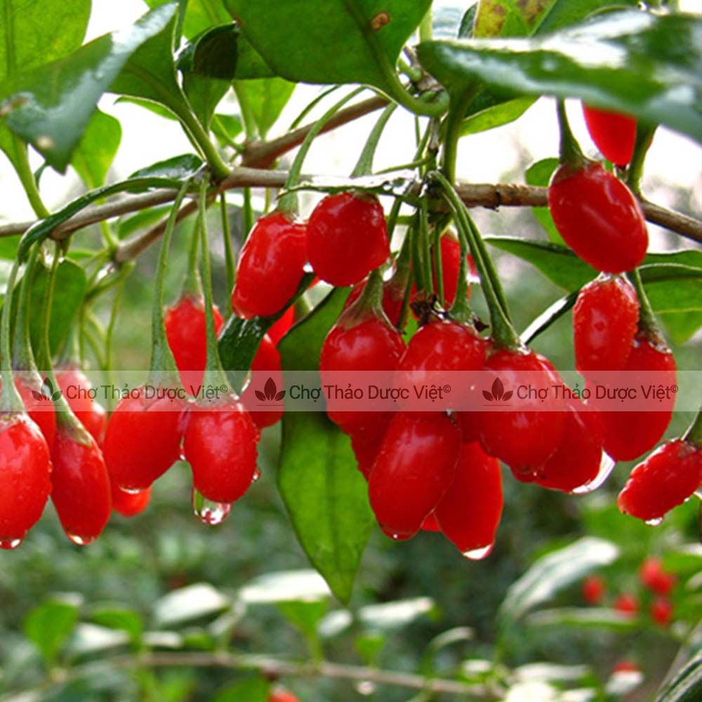 Địa cốt bì khô, sạch 100g - Chợ thảo dược việt